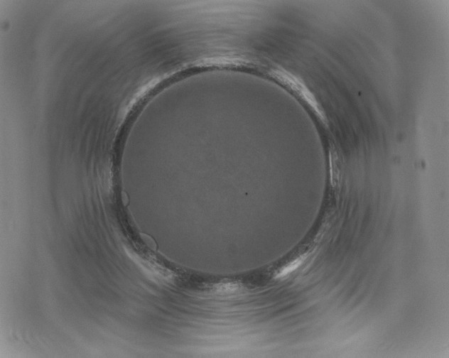 X0000071960204200607071501