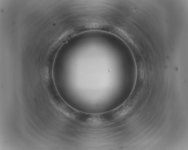 X0000071960211200607071501