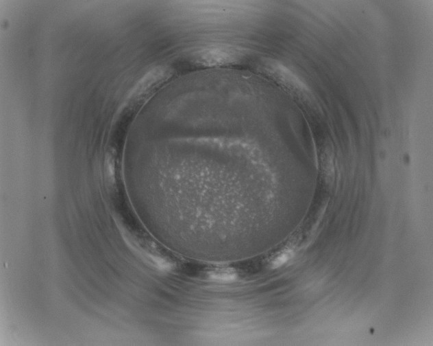 X0000071960214200607071501