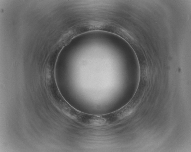 X0000071960215200607071501