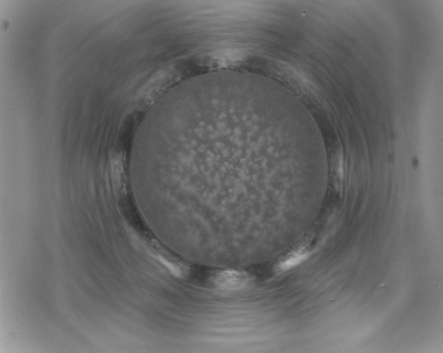 X0000071960222200607071501