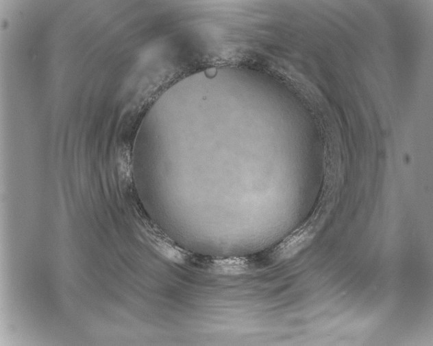 X0000071960240200607071500