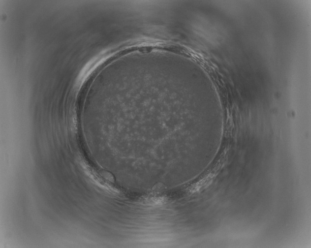 X0000071960247200607071500