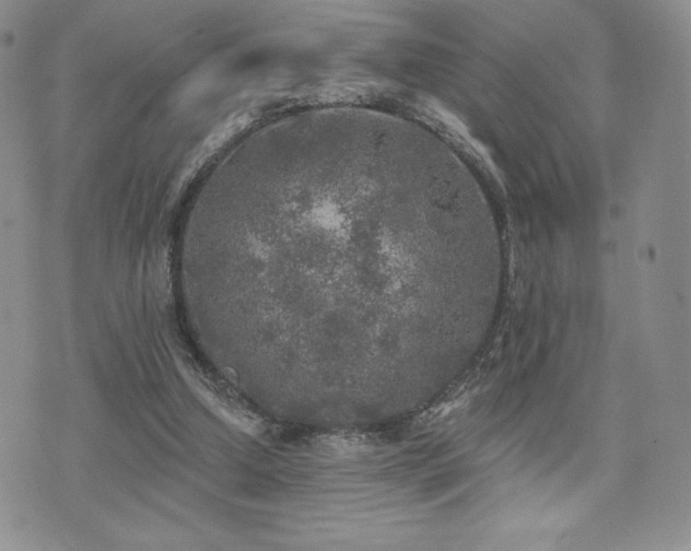 X0000071960250200607071500