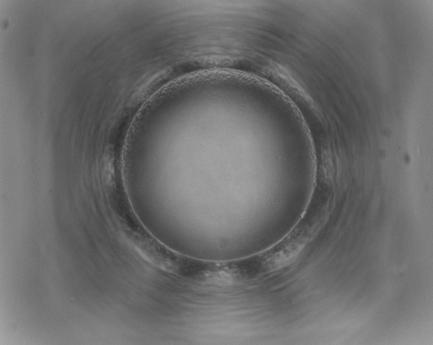 X0000071960259200607071500