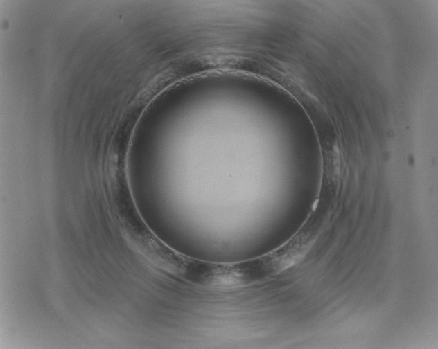 X0000071960263200607071500