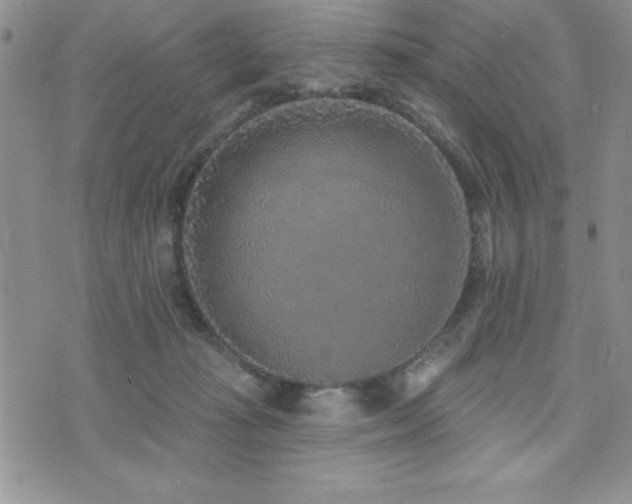 X0000071960269200607071500