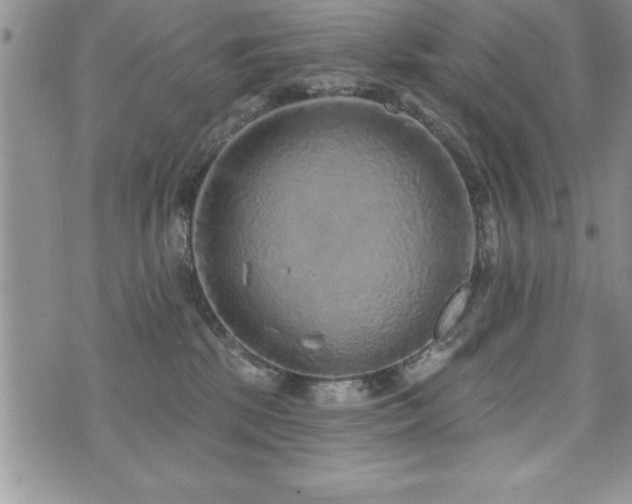 X0000071960281200607071500