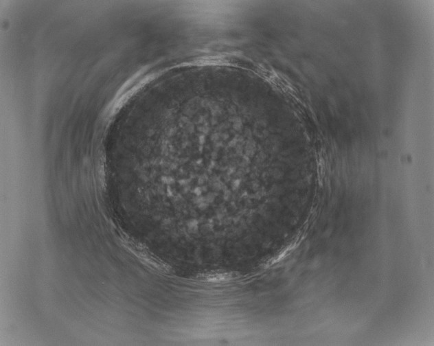 X0000071960295200607071459