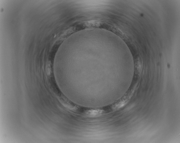 X0000071960323200607071459