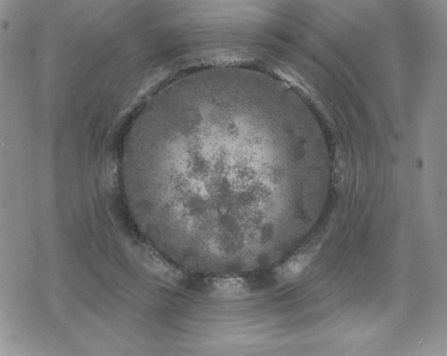 X0000071960355200607071458