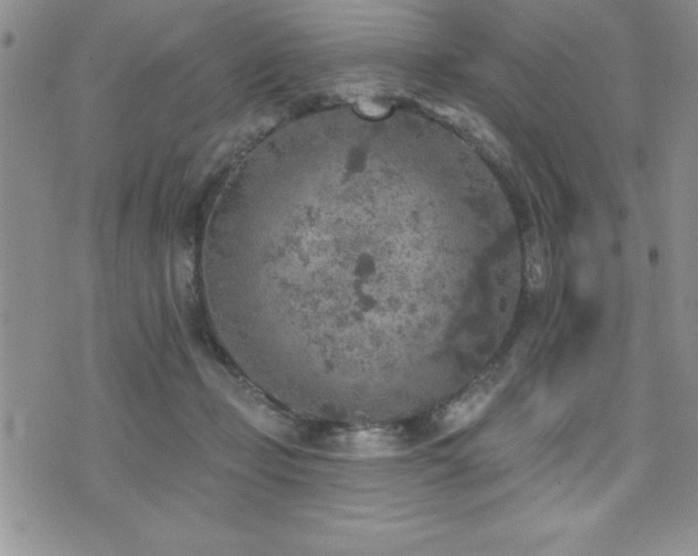 X0000071960365200607071458