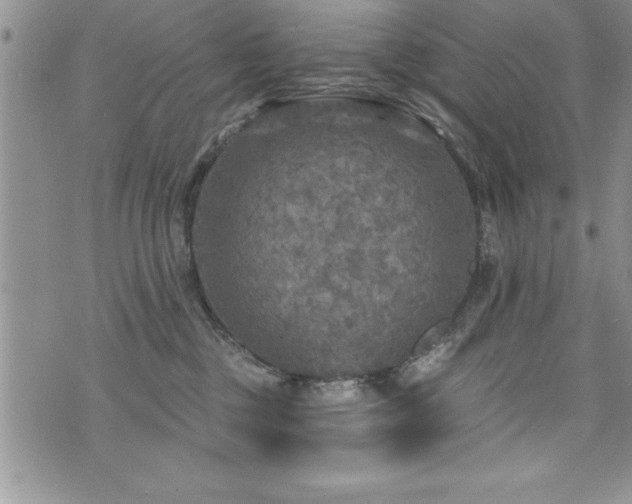 X0000071960377200607071459