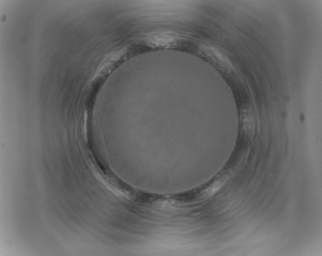 X0000071960408200607071458