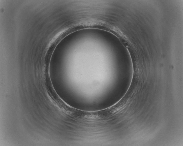 X0000071960440200607071457