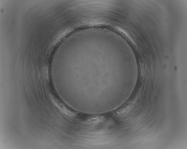 X0000071960447200607071457