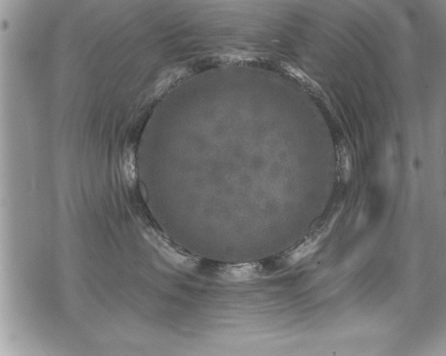 X0000071960479200607071457