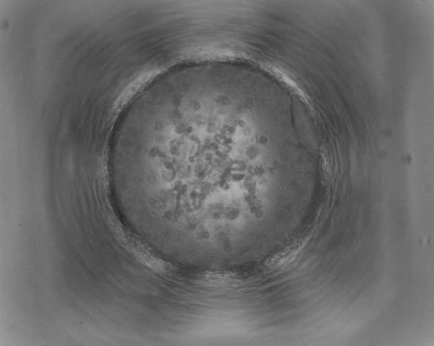 X0000071960487200607071456