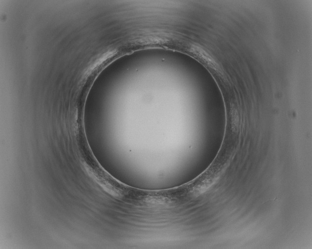 X0000071960490200607071456