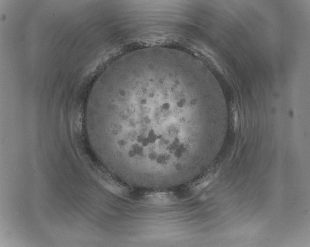 X0000071960499200607071456