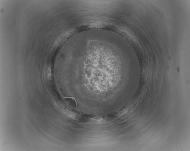 X0000071960502200607071456