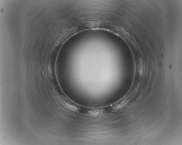 X0000071960516200607071456