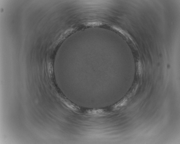 X0000071960517200607071456