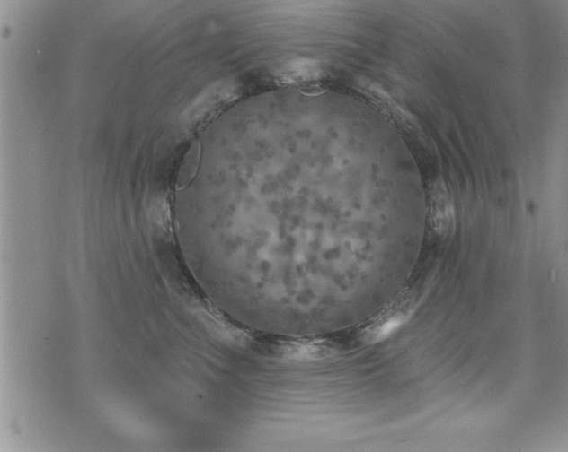 X0000071960523200607071456