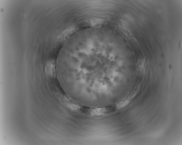 X0000071960527200607071456