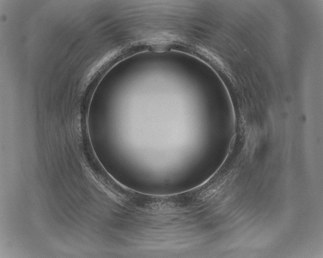 X0000071960535200607071455