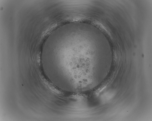 X0000071960545200607071455