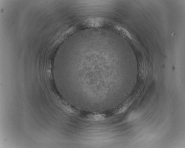 X0000071960553200607071455