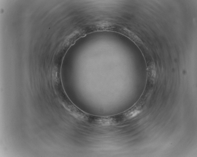 X0000071960615200607071454