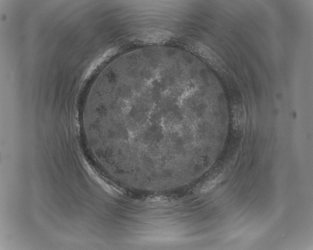 X0000071960634200607071453