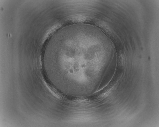 X0000071960638200607071453