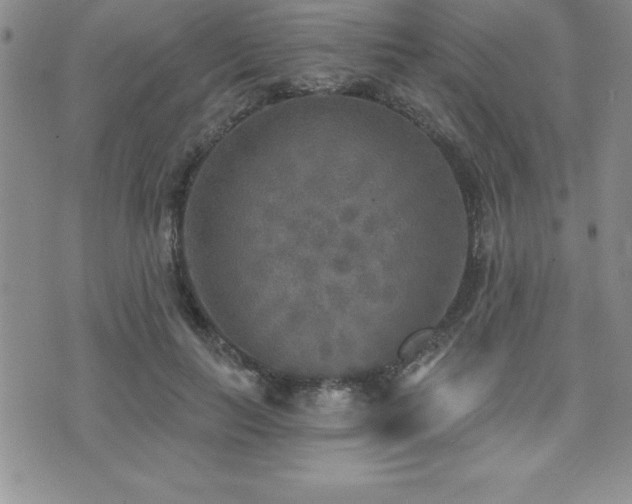 X0000071960647200607071454