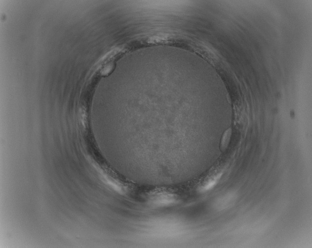 X0000071960648200607071454