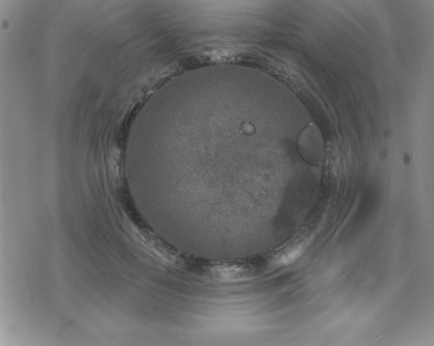 X0000071960650200607071454