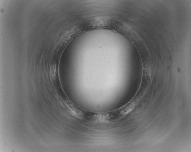 X0000071960660200607071454