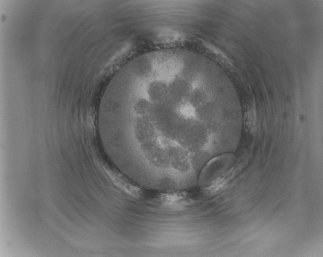 X0000071960662200607071454