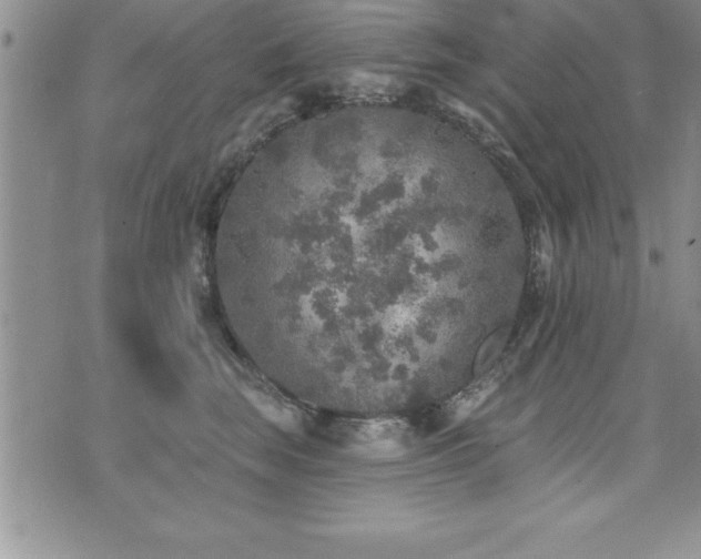 X0000071960663200607071454