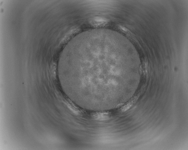 X0000071960664200607071454