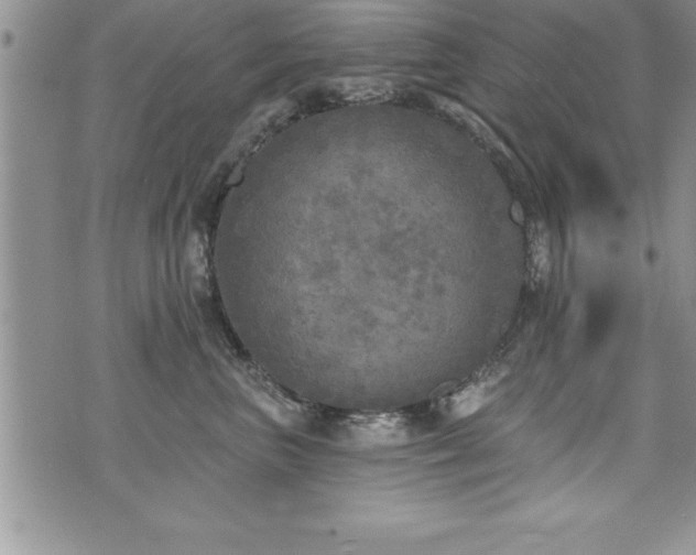 X0000071960667200607071454