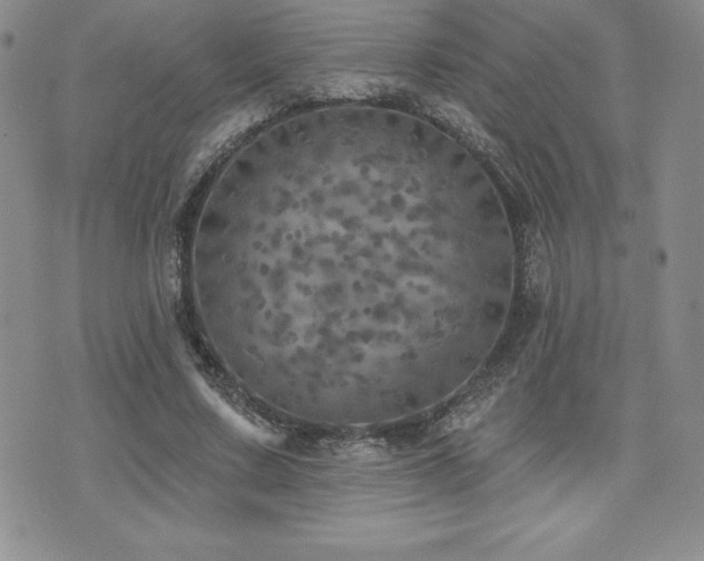 X0000071960683200607071453