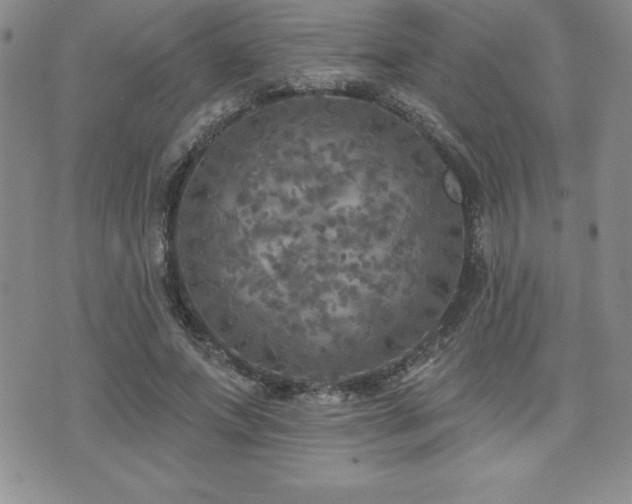 X0000071960687200607071453