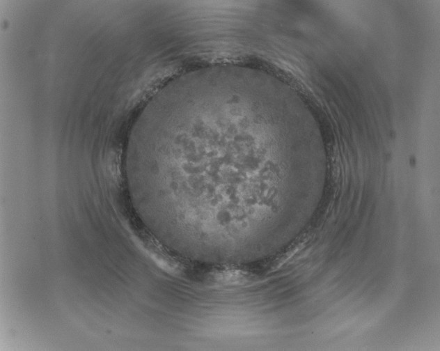 X0000071960695200607071453