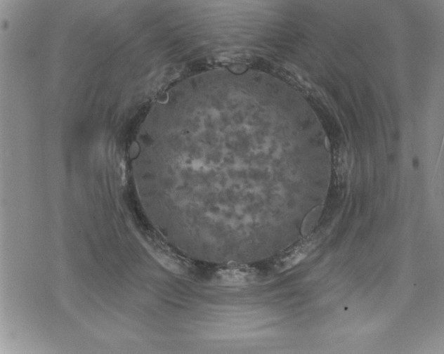 X0000071960703200607071453