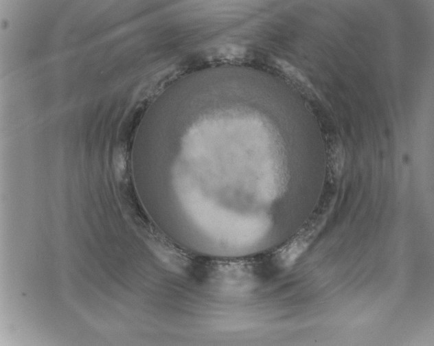 X0000071960709200607071453