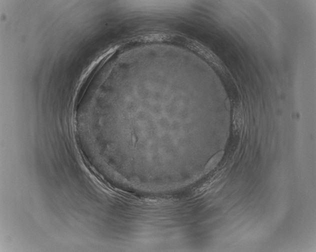 X0000071960722200607071452