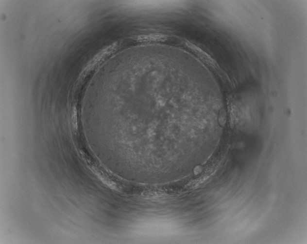 X0000071960729200607071452